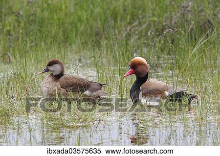 "Common Pochards (Netta Rufina), couple standing in shallow water, Holle, Illmitz, Burgenland, Austria, Europe" View Large Photo Image Stock Photography - "Common Pochards (Netta Rufina), couple standing in shallow water, Holle, Illmitz, Burgenland, Austria, Europe". Fotosearch