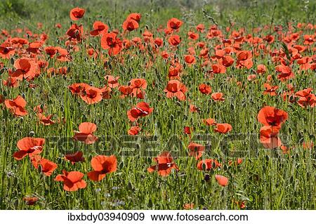"Common Poppies (Papaver rhoeas) on a meadow, North Rhine-Westphalia, Germany, Europe" View Large Photo Image Stock Photo - "Common Poppies (Papaver rhoeas) on a meadow, North Rhine-Westphalia, Germany, Europe". Fotosearch