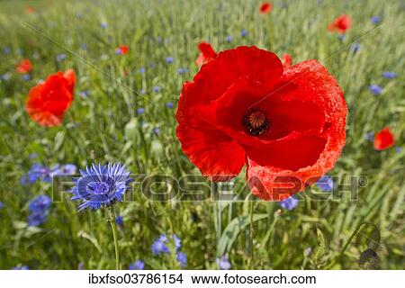"Common Poppyor Corn Poppy (Papaver rhoeas) and Cornflowers (Centaurea cyanus), flowering in a field, Thuringia, Germany, Europe" View Large Photo Image Picture - "Common Poppyor Corn Poppy (Papaver rhoeas) and Cornflowers (Centaurea cyanus), flowering in a field, Thuringia, Germany, Europe". Fotosearch