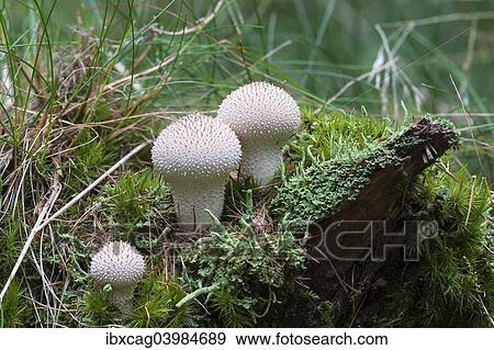 Stock Photo - "Common Puffball (Lycoperdon perlatum), Bad Homburg, Hesse, Germany, Europe". Fotosearch
