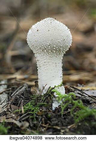 "Common Puffball (Lycoperdon perlatum), saprobiontic fungus, edible, Switzerland, Europe" View Large Photo Image Stock Photo - "Common Puffball (Lycoperdon perlatum), saprobiontic fungus, edible, Switzerland, Europe". Fotosearch
