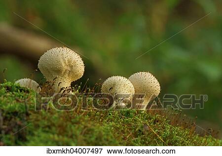 "Common puffball (Lycoperdon perlatum), Hesse, Germany, Europe" View Large Photo Image Stock Photo - "Common puffball (Lycoperdon perlatum), Hesse, Germany, Europe". Fotosearch