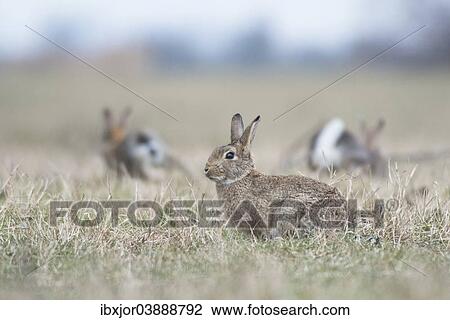 "Common Rabbits (Oryctolagus cuniculus) on meadow, National Park Neusiedler See-Seewinkel, Burgenland, Austria, Europe" View Large Photo Image Stock Image - "Common Rabbits (Oryctolagus cuniculus) on meadow, National Park Neusiedler See-Seewinkel, Burgenland, Austria, Europe". Fotosearch