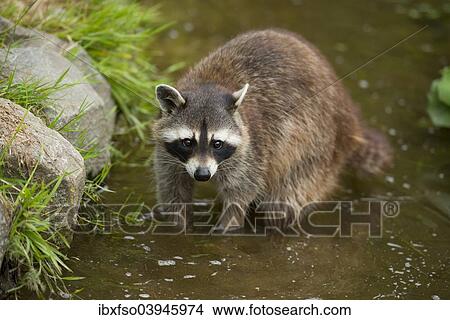 "Common Raccoon, Northern Raccoon or North American Raccoon (Procyon lotor), captive, Lower Saxony, Germany, Europe" View Large Photo Image Picture - "Common Raccoon, Northern Raccoon or North American Raccoon (Procyon lotor), captive, Lower Saxony, Germany, Europe". Fotosearch