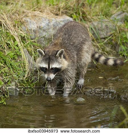 "Common Raccoon, Northern Raccoon or North American Raccoon (Procyon lotor), captive, Lower Saxony, Germany, Europe" View Large Photo Image Stock Image - "Common Raccoon, Northern Raccoon or North American Raccoon (Procyon lotor), captive, Lower Saxony, Germany, Europe". Fotosearch