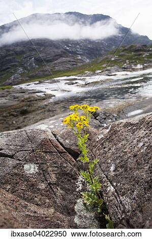"Common Ragwort (Senecio jacobaea) growing from between rocks, Loch Scavaig, Isle of Skye, Scotland, United Kingdom, Europe" View Large Photo Image Stock Image - "Common Ragwort (Senecio jacobaea) growing from between rocks, Loch Scavaig, Isle of Skye, Scotland, United Kingdom, Europe". Fotosearch