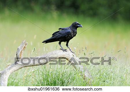 "Common Raven (Corvus corax), perched on branch, Feldberg, Mecklenburg-Western Pomerania, Germany, Europe" View Large Photo Image Stock Photograph - "Common Raven (Corvus corax), perched on branch, Feldberg, Mecklenburg-Western Pomerania, Germany, Europe". Fotosearch