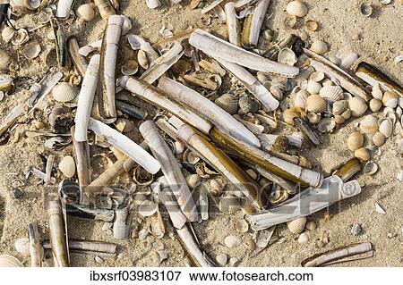 Stock Photo - "Common Razor Shells (Ensis ensis), Sylt, Schleswig-Holstein, Germany,, Europe". Fotosearch
