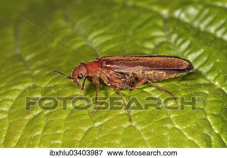 "Common Red Soldier Beetle (Rhagonycha fulva), Untergroningen, Abtsgmuend, Baden-Wurttemberg, Germany, Europe" View Large Photo Image Stock Photo - "Common Red Soldier Beetle (Rhagonycha fulva), Untergroningen, Abtsgmuend, Baden-Wurttemberg, Germany, Europe". Fotosearch
