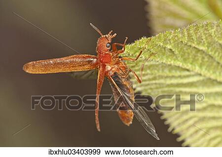 "Common Red Soldier Beetle (Rhagonycha fulva) preparing to fly, Untergroningen, Abtsgmuend, Baden-Wurttemberg, Germany, Europe" View Large Photo Image Stock Photo - "Common Red Soldier Beetle (Rhagonycha fulva) preparing to fly, Untergroningen, Abtsgmuend, Baden-Wurttemberg, Germany, Europe". Fotosearch