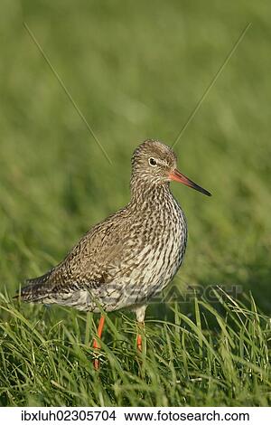 "Common Redshank (Tringa totanus), on grass, Texel, The Netherlands, Europe" View Large Photo Image Picture - "Common Redshank (Tringa totanus), on grass, Texel, The Netherlands, Europe". Fotosearch