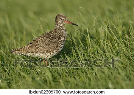 "Common Redshank (Tringa totanus), on grass, Texel, The Netherlands, Europe" View Large Photo Image Stock Image - "Common Redshank (Tringa totanus), on grass, Texel, The Netherlands, Europe". Fotosearch