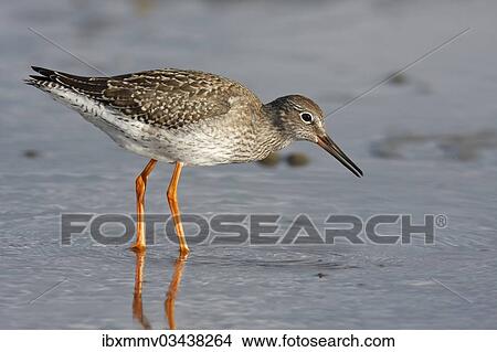 "Common Redshank (Tringa totanus) foraging in the mudflats during the autumn migration, East Frisian Islands, East Frisia, Lower Saxony, Germany, Europe" View Large Photo Image Picture - "Common Redshank (Tringa totanus) foraging in the mudflats during the autumn migration, East Frisian Islands, East Frisia, Lower Saxony, Germany, Europe". Fotosearch