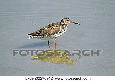 "Common Redshank (Tringa totanus), Burgenland, Austria, Europe" View Large Photo Image Stock Image - "Common Redshank (Tringa totanus), Burgenland, Austria, Europe". Fotosearch