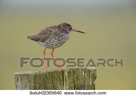 "Common Redshank (Tringa totanus), perched on a post, Texel, The Netherlands, Europe" View Large Photo Image Stock Image - "Common Redshank (Tringa totanus), perched on a post, Texel, The Netherlands, Europe". Fotosearch