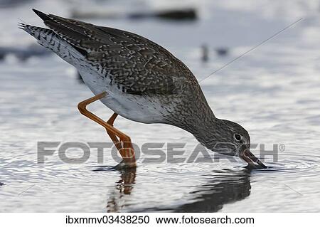 "Common Redshank (Tringa totanus) foraging in the mudflats during the autumn migration, East Frisian Islands, East Frisia, Lower Saxony, Germany, Europe" View Large Photo Image Stock Image - "Common Redshank (Tringa totanus) foraging in the mudflats during the autumn migration, East Frisian Islands, East Frisia, Lower Saxony, Germany, Europe". Fotosearch