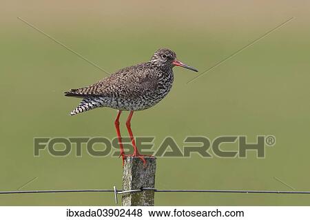 "Common redshank (Tringa totanus) perched on a fence post, Lauwersmeer National Park, Holland, The Netherlands, Europe" View Large Photo Image Stock Photo - "Common redshank (Tringa totanus) perched on a fence post, Lauwersmeer National Park, Holland, The Netherlands, Europe". Fotosearch