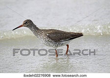 Stock Photo - "Common Redshank (Tringa totanus), Burgenland, Austria, Europe". Fotosearch
