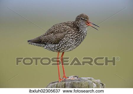 "Common Redshank (Tringa totanus), perched on a post, Texel, The Netherlands, Europe" View Large Photo Image Stock Photo - "Common Redshank (Tringa totanus), perched on a post, Texel, The Netherlands, Europe". Fotosearch