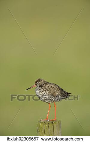 "Common Redshank (Tringa totanus), perched on a post, Texel, The Netherlands, Europe" View Large Photo Image Stock Photo - "Common Redshank (Tringa totanus), perched on a post, Texel, The Netherlands, Europe". Fotosearch