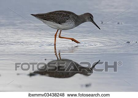 "Common Redshank (Tringa totanus) foraging in the mudflats during the autumn migration, East Frisian Islands, East Frisia, Lower Saxony, Germany, Europe" View Large Photo Image Stock Photo - "Common Redshank (Tringa totanus) foraging in the mudflats during the autumn migration, East Frisian Islands, East Frisia, Lower Saxony, Germany, Europe". Fotosearch