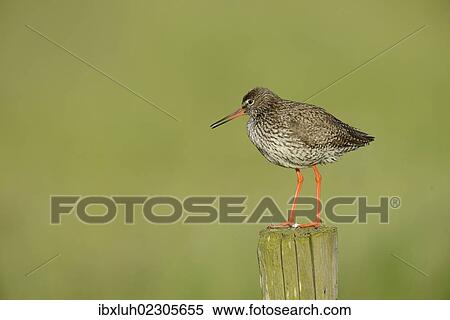 "Common Redshank (Tringa totanus), perched on a post, Texel, The Netherlands, Europe" View Large Photo Image Stock Photography - "Common Redshank (Tringa totanus), perched on a post, Texel, The Netherlands, Europe". Fotosearch