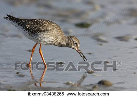 Stock Photography - "Common Redshank (Tringa totanus) foraging in the mudflats during the autumn migration, with crabs as prey, East Frisian Islands, East Frisia, Lower Saxony, Germany, Europe". Fotosearch