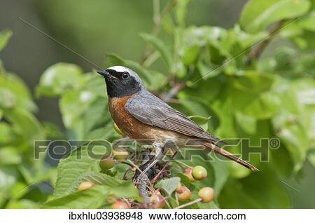 "Common Redstart (Phoenicurus phoenicurus), male in a cherry tree, Baden-Wurttemberg, Germany, Europe" View Large Photo Image Stock Photo - "Common Redstart (Phoenicurus phoenicurus), male in a cherry tree, Baden-Wurttemberg, Germany, Europe". Fotosearch
