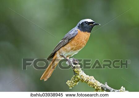 "Common Redstart (Phoenicurus phoenicurus), male, Baden-Wurttemberg, Germany, Europe" View Large Photo Image Stock Photography - "Common Redstart (Phoenicurus phoenicurus), male, Baden-Wurttemberg, Germany, Europe". Fotosearch