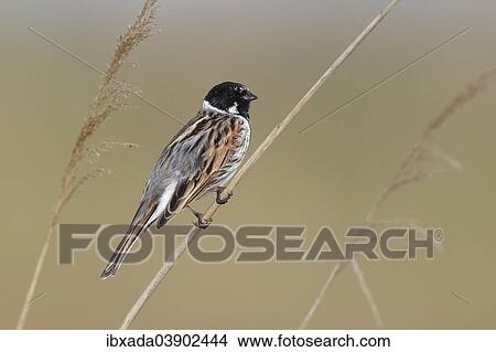 "Common Reed Bunting (Emberiza schoeniclus), male perched on reed, Lauwersmeer National Park, Holland, The Netherlands, Europe" View Large Photo Image Picture - "Common Reed Bunting (Emberiza schoeniclus), male perched on reed, Lauwersmeer National Park, Holland, The Netherlands, Europe". Fotosearch