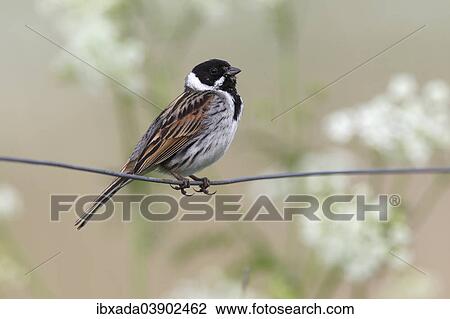 "Common Reed Bunting (Emberiza schoeniclus), male perched on a fence, Lauwersmeer National Park, Holland, The Netherlands, Europe" View Large Photo Image Stock Image - "Common Reed Bunting (Emberiza schoeniclus), male perched on a fence, Lauwersmeer National Park, Holland, The Netherlands, Europe". Fotosearch