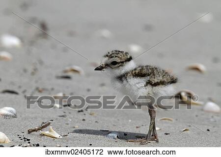 Stock Image - "Common Ringed Plover (Charadrius hiaticula), chick, Minsener Oog, East Frisian Islands, Lower Saxony Wadden Sea National Park, Lower Saxony, Germany, Europe". Fotosearch