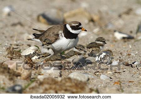 Stock Image - "Common Ringed Plover or Ringed Plover (Charadrius hiaticula), adult bird with hatched chicks, Eidersperrwerk, North Frisia, Germany, Europe". Fotosearch
