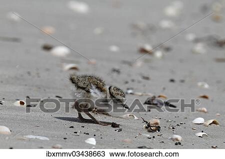 "Common Ringed Plover or Ringed Plover (Charadrius hiaticula), chick looking for food on the beach, East Frisian Islands, East Frisia, Lower Saxony, Germany, Europe" View Large Photo Image Stock Image - "Common Ringed Plover or Ringed Plover (Charadrius hiaticula), chick looking for food on the beach, East Frisian Islands, East Frisia, Lower Saxony, Germany, Europe". Fotosearch