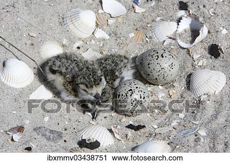 "Common Ringed Plover or Ringed Plover (Charadrius hiaticula), chicks in the nest, clutch, East Frisian Islands, East Frisia, Lower Saxony, Germany, Europe" View Large Photo Image Stock Image - "Common Ringed Plover or Ringed Plover (Charadrius hiaticula), chicks in the nest, clutch, East Frisian Islands, East Frisia, Lower Saxony, Germany, Europe". Fotosearch