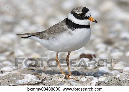 "Common Ringed Plover or Ringed Plover (Charadrius hiaticula), male, East Frisian Islands, East Frisia, Lower Saxony, Germany, Europe" View Large Photo Image Stock Image - "Common Ringed Plover or Ringed Plover (Charadrius hiaticula), male, East Frisian Islands, East Frisia, Lower Saxony, Germany, Europe". Fotosearch