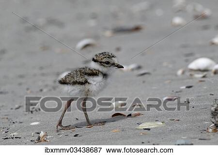 "Common Ringed Plover or Ringed Plover (Charadrius hiaticula), chick, East Frisian Islands, East Frisia, Lower Saxony, Germany, Europe" View Large Photo Image Stock Photo - "Common Ringed Plover or Ringed Plover (Charadrius hiaticula), chick, East Frisian Islands, East Frisia, Lower Saxony, Germany, Europe". Fotosearch