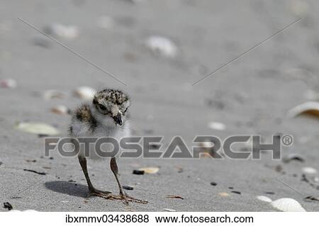 "Common Ringed Plover or Ringed Plover (Charadrius hiaticula), chick, East Frisian Islands, East Frisia, Lower Saxony, Germany, Europe" View Large Photo Image Stock Photo - "Common Ringed Plover or Ringed Plover (Charadrius hiaticula), chick, East Frisian Islands, East Frisia, Lower Saxony, Germany, Europe". Fotosearch