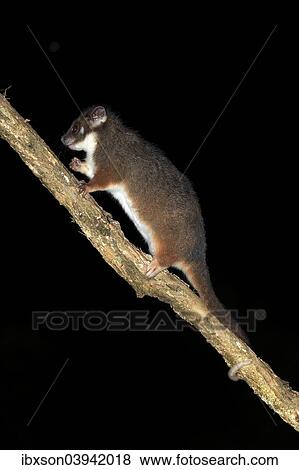 "Common ringtail possum (Pseudocheirus viverrinus peregrinus), adult, nocturnal, Wilsons Promontory National Park, Victoria, Australia, Oceania" View Large Photo Image Stock Photo - "Common ringtail possum (Pseudocheirus viverrinus peregrinus), adult, nocturnal, Wilsons Promontory National Park, Victoria, Australia, Oceania". Fotosearch