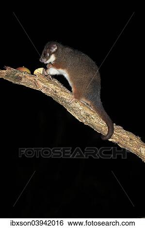 "Common ringtail possum (Pseudocheirus viverrinus peregrinus), adult, nocturnal, Wilsons Promontory National Park, Victoria, Australia, Oceania" View Large Photo Image Stock Photograph - "Common ringtail possum (Pseudocheirus viverrinus peregrinus), adult, nocturnal, Wilsons Promontory National Park, Victoria, Australia, Oceania". Fotosearch