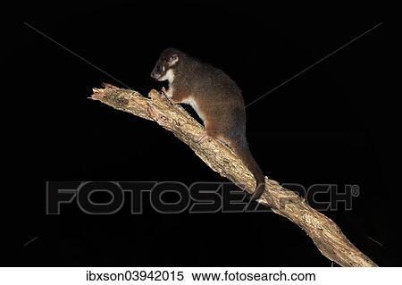 Stock Photography - "Common ringtail possum (Pseudocheirus viverrinus peregrinus), adult, nocturnal, Wilsons Promontory National Park, Victoria, Australia, Oceania". Fotosearch