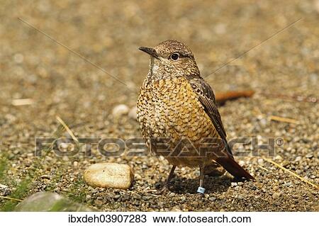 Stock Image - "Common Rock Thrush (Monticola saxatilis), Alpine Zoo Innsbruck, Austria, Europe". Fotosearch