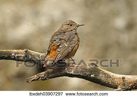 "Common Rock Thrush (Monticola saxatilis), Alpine Zoo Innsbruck, Austria, Europe" View Large Photo Image Stock Photo - "Common Rock Thrush (Monticola saxatilis), Alpine Zoo Innsbruck, Austria, Europe". Fotosearch