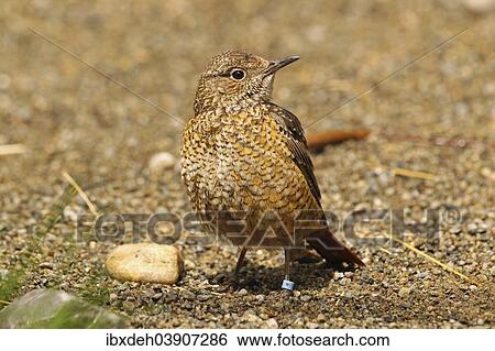 "Common Rock Thrush (Monticola saxatilis), Alpine Zoo Innsbruck, Austria, Europe" View Large Photo Image Stock Photograph - "Common Rock Thrush (Monticola saxatilis), Alpine Zoo Innsbruck, Austria, Europe". Fotosearch