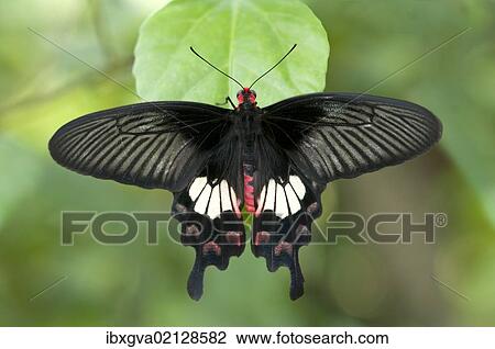 "Common rose (Pachliopta aristolochiae), tropical butterfly, Phuket, Thailand, Southeast Asia, Asia" View Large Photo Image Stock Image - "Common rose (Pachliopta aristolochiae), tropical butterfly, Phuket, Thailand, Southeast Asia, Asia". Fotosearch