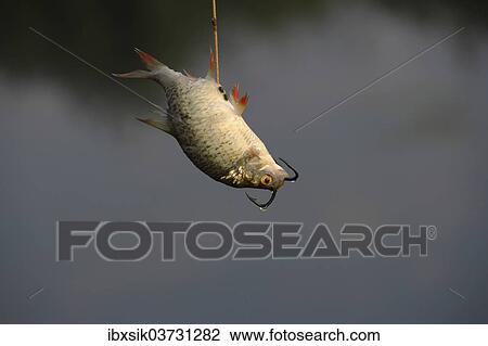 "Common Rudd (Scardinius erythrophthalmus) on a fishing hook, Federsee lake, near Bad Buchau, Baden-Wurttemberg, Germany, Europe" View Large Photo Image Stock Image - "Common Rudd (Scardinius erythrophthalmus) on a fishing hook, Federsee lake, near Bad Buchau, Baden-Wurttemberg, Germany, Europe". Fotosearch