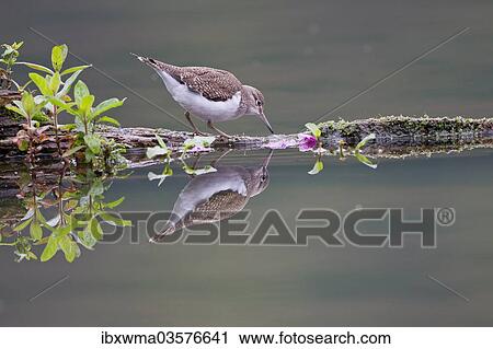 "Common Sandpiper (Actitis hypoleucos) foraging on a floating tree trunk, North Hesse, Hesse, Germany, Europe" View Large Photo Image Stock Image - "Common Sandpiper (Actitis hypoleucos) foraging on a floating tree trunk, North Hesse, Hesse, Germany, Europe". Fotosearch