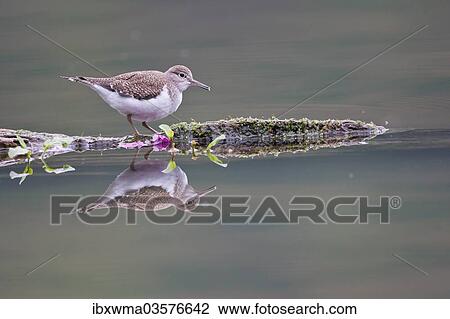 "Common Sandpiper (Actitis hypoleucos) foraging on a floating tree trunk, North Hesse, Hesse, Germany, Europe" View Large Photo Image Stock Image - "Common Sandpiper (Actitis hypoleucos) foraging on a floating tree trunk, North Hesse, Hesse, Germany, Europe". Fotosearch