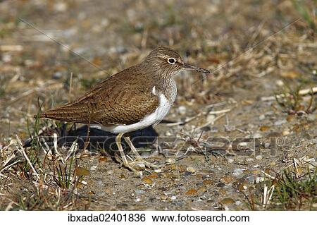 "Common Sandpiper (Actitis hypoleucos) standing on the bank of a lake, Lake Neusiedl, Burgenland, Austria, Europe" View Large Photo Image Stock Photograph - "Common Sandpiper (Actitis hypoleucos) standing on the bank of a lake, Lake Neusiedl, Burgenland, Austria, Europe". Fotosearch