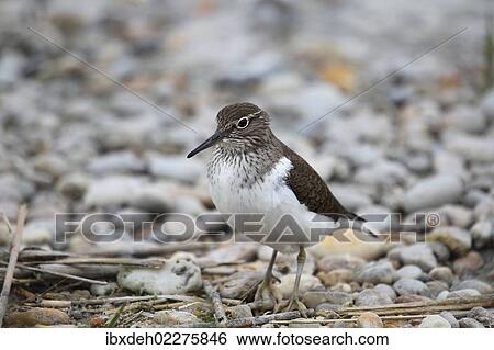 "Common Sandpiper (Actitis hypoleucos), Burgenland, Austria, Europe" View Large Photo Image Stock Photograph - "Common Sandpiper (Actitis hypoleucos), Burgenland, Austria, Europe". Fotosearch